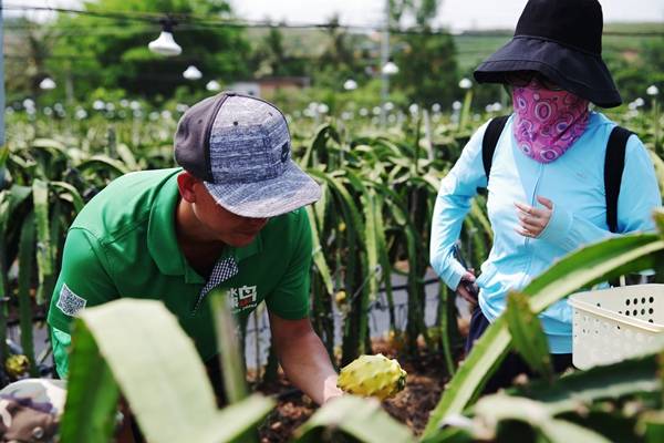 三亚新增热带水果新品燕窝果首批果实正式上市