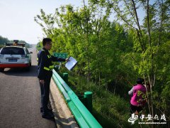 村民冒险采高速路边槐花 路政提醒切莫