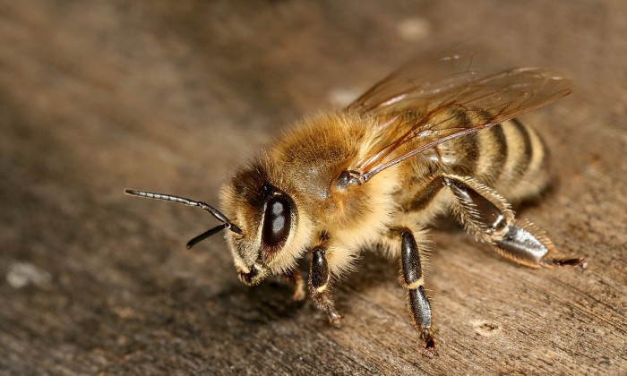 研究：杀虫剂或导致蜜蜂极易受到致命螨虫侵害