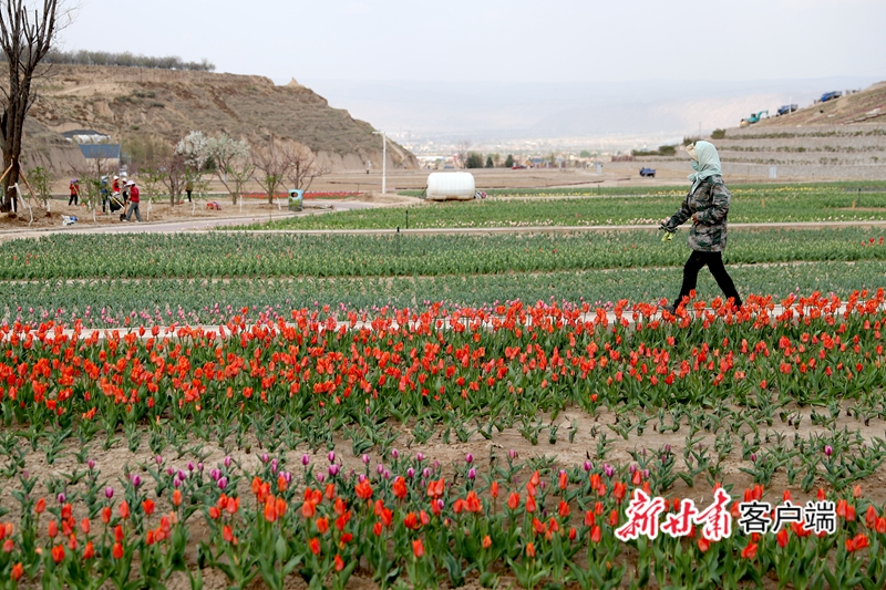 李家庄田园综合体：让环境靓起来 让村民富起来