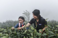 高山云雾茶园助力乡村旅游