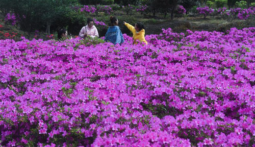 美麗鄉村打造“花果園”農旅結合助農增收