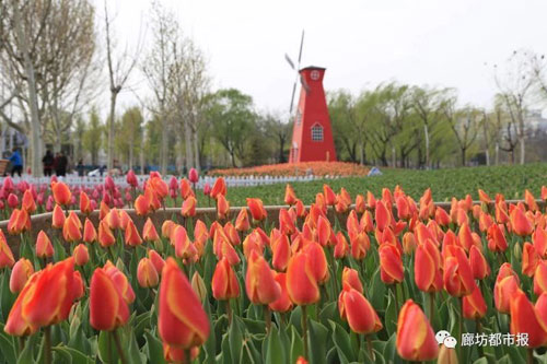 【不文明旅游曝光】市区道边两千株月季花苗“