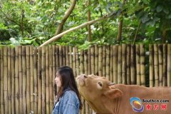 深圳野生动物园迎来游玩高峰 动物卖萌