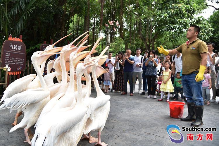 深圳野生动物园迎来游玩高峰 动物卖萌惹人喜爱