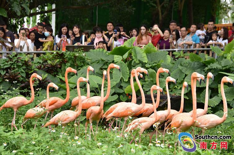 深圳野生动物园迎来游玩高峰 动物卖萌惹人喜爱