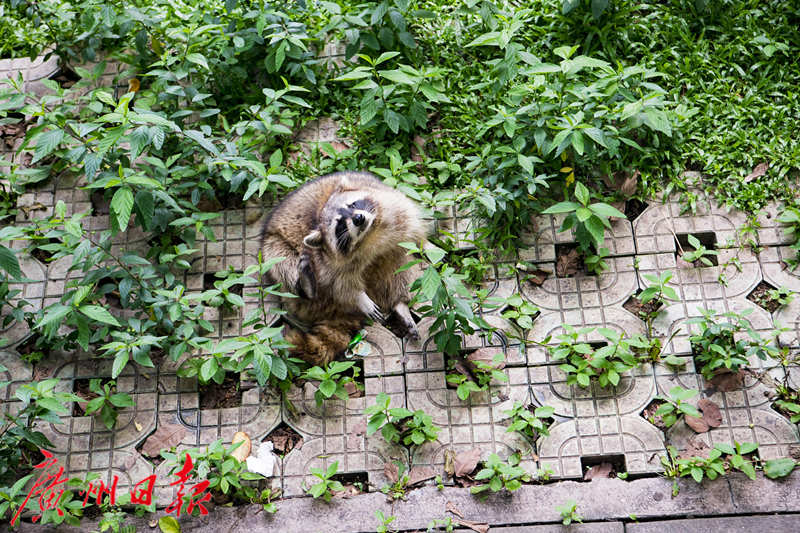 浣熊“胖出天际”广州动物园向游客喊话：别再投喂食物了