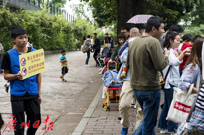 浣熊“胖出天际”广州动物园向游客喊话：别再投喂食物了