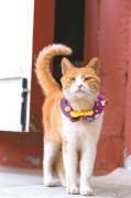 故宫第十款APP再推新 “猫主子”来凑热