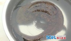 长61厘米重1800克 四川江安境内长江水域