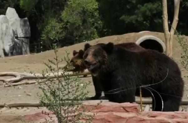 动物园熊舍每天被游客投喂200斤食物 熊直拉稀