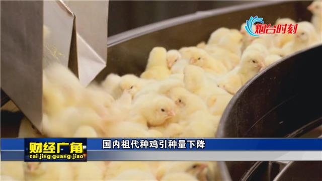 鸡肉价格为何“一飞冲天”