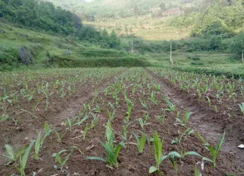 2019农业种植合作好项目 同津堂白芨种植是创业致富的一条好路子
