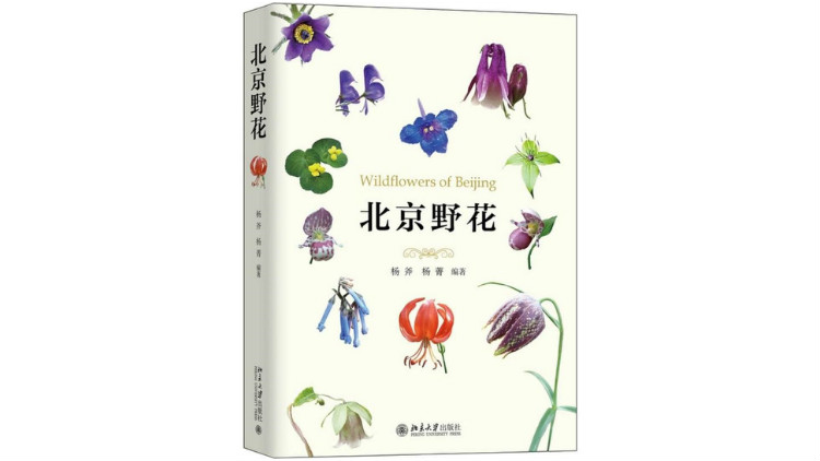 《北京野花》作者：杨斧、杨菁，版本：北京大学出版社2019年3月