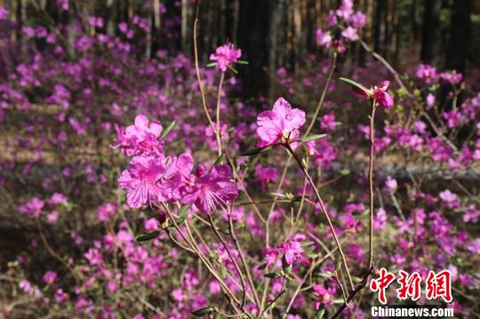 兴安杜鹃开满“神州北极”。　王景阳 摄