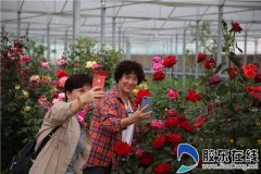 莱州市第四届月季·玫瑰文化旅游节精彩