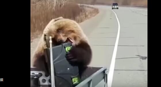 哭笑不得！俄罗斯一棕熊“抢劫犯”洗劫猎人食