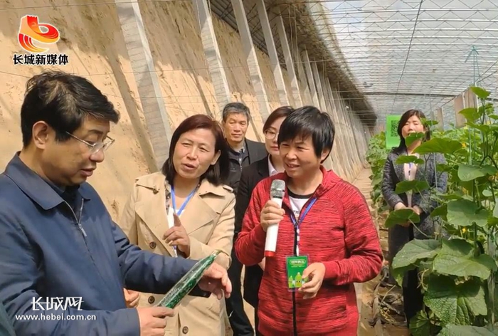 【视频】农业高质量发展：馆陶黄瓜1根怎么卖到10块钱？