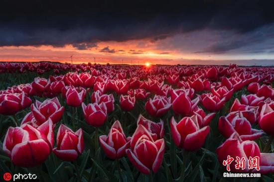 资料图：荷兰的郁金香花田。图片来源：ICphoto