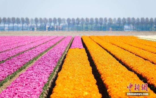 资料图：荷兰，美丽的郁金香田。 图片来源：视觉中国