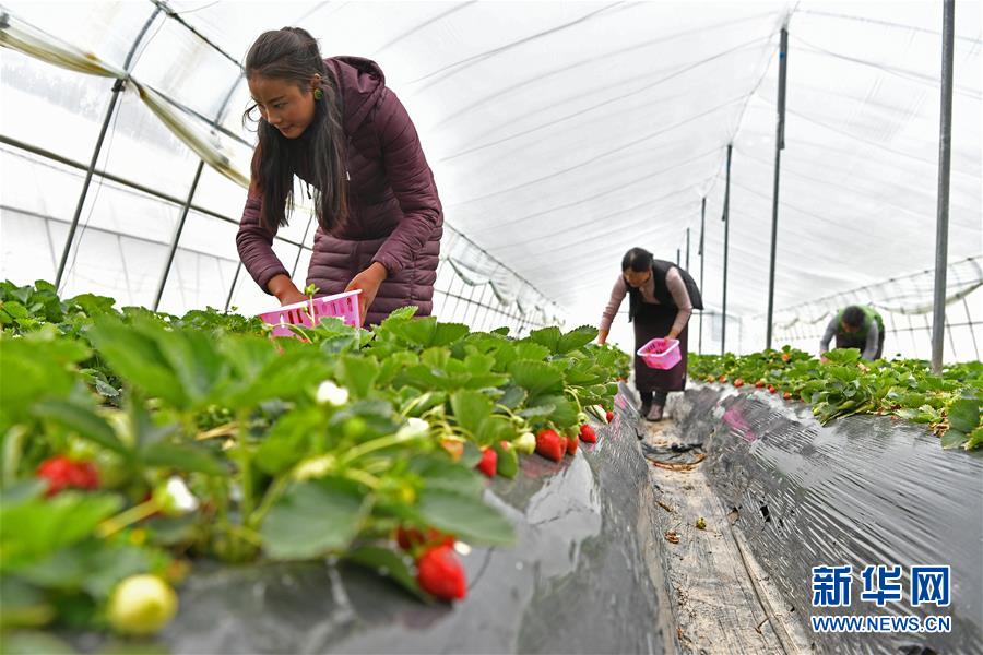 西藏林芝：川藏公路旁的“甜蜜”产业