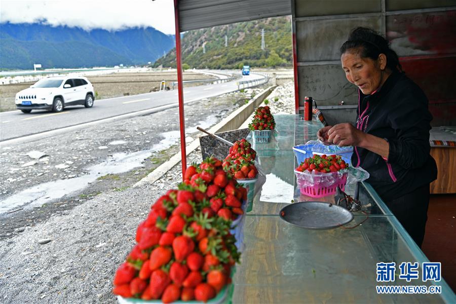 西藏林芝：川藏公路旁的“甜蜜”产业