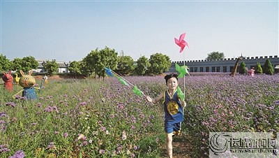 徜徉花海 享受夏日浪漫