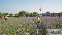 徜徉花海 享受夏日浪漫
