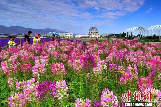 　游客赏花拍照。　王永松 摄