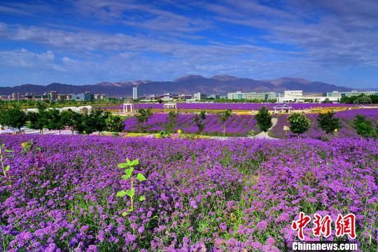 金昌市戈壁上长出一片片薰衣草、郁金香等花卉。　王永松 摄
