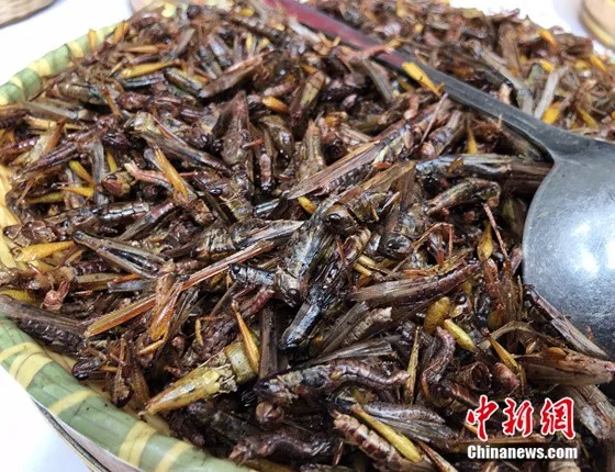 昆虫或将成人类新食物？云南人：我们早已赢在起跑线（6）