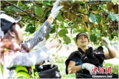 好吃=专业+时间 百果园粉丝团一行探访