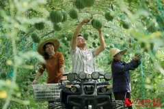 浙江德清:空中西瓜喜获丰收