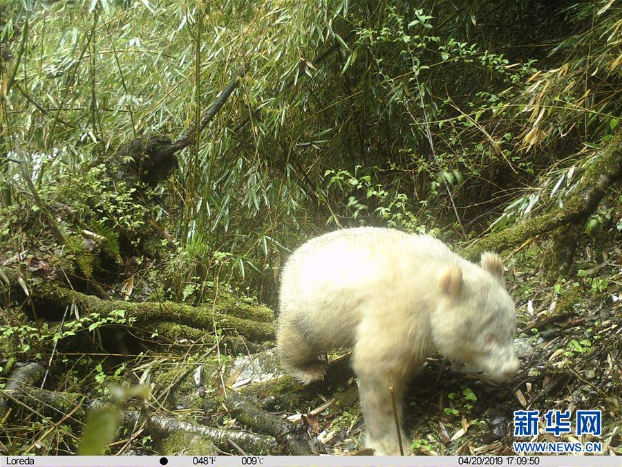 京城高温炙热 大熊猫淋浴降温