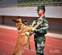 警犬集训 场上场下“反差萌”