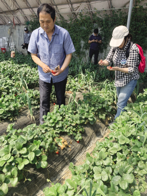 　　客人们听着书记的介绍，品尝着甜美的大棚草莓。