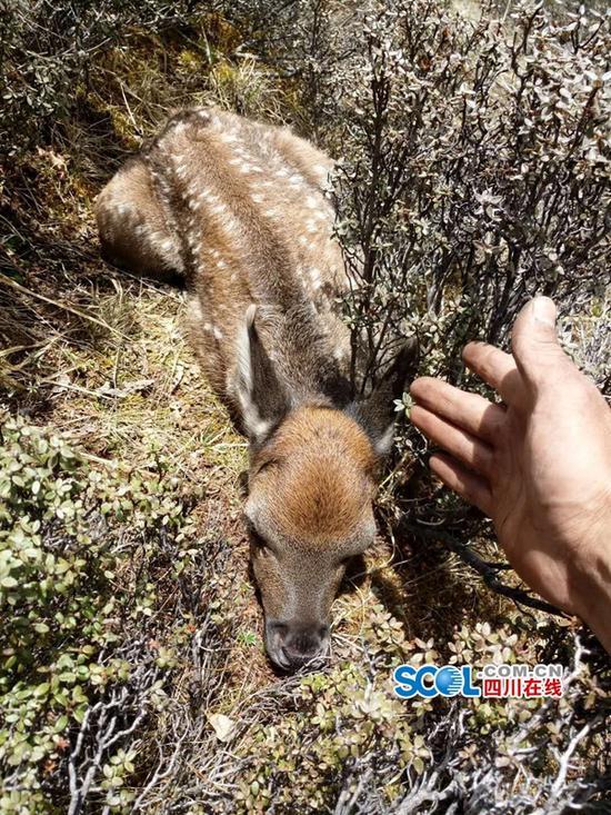 白玉县章都乡发现国家一级保护动物白唇鹿
