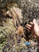 白玉县章都乡发现国家一级保护动物白