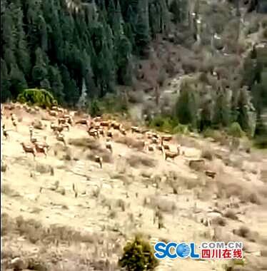 白玉县章都乡发现国家一级保护动物白唇鹿