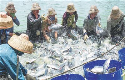 海南罗非鱼优质不优价如何卖出好价钱？