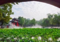 成都赏荷攻略:要拍“鱼吃荷花”还得