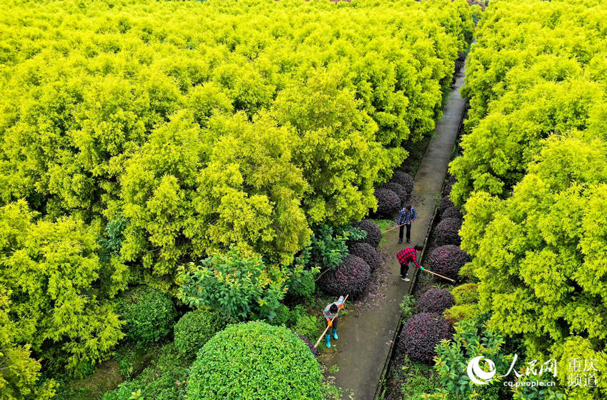 在東升村黃金香柳種植基地內，村民正在鋤草。劉新吾 攝