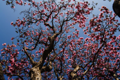 湖北神农架景区2019旅游推介会在南京举