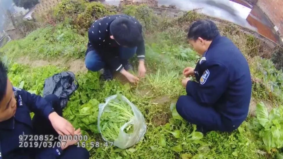 听说这东西烫火锅又嫩又好吃，大姐一口气种了