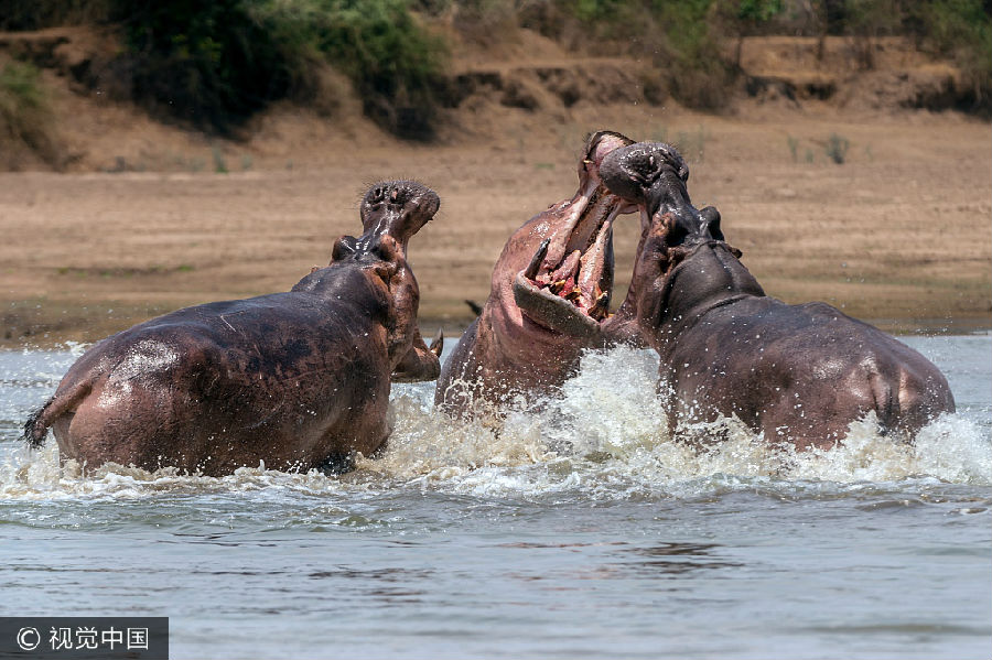 实拍：赞比亚野外河马相互搏斗 獠牙尽显目露凶