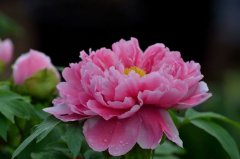 领悟“苔花如米小 也学牡丹开”的使命