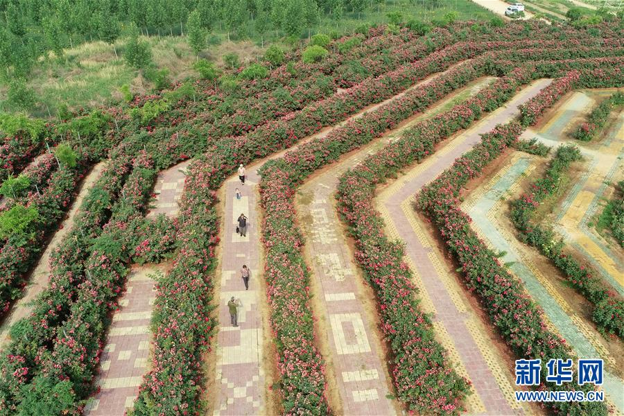 （社会）（4）河北柏乡：“月季迷宫”引游人