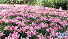 昔日“草木皆兵”地今朝四季花成海