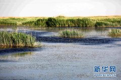 甘肃民勤:治沙致富两不误