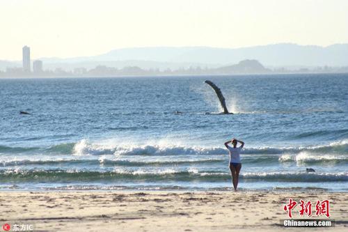 38岁的摄影师Kellie Wilson在澳大利亚昆士兰黄金海岸，拍摄到一组鲸鱼与人类互动的照片。图片来源：东方IC 版权作品 请勿转载